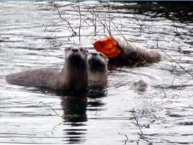 River_Otters